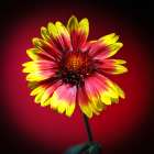 USA-Colorado-Loveland Gaillardia flower close-up Art Print